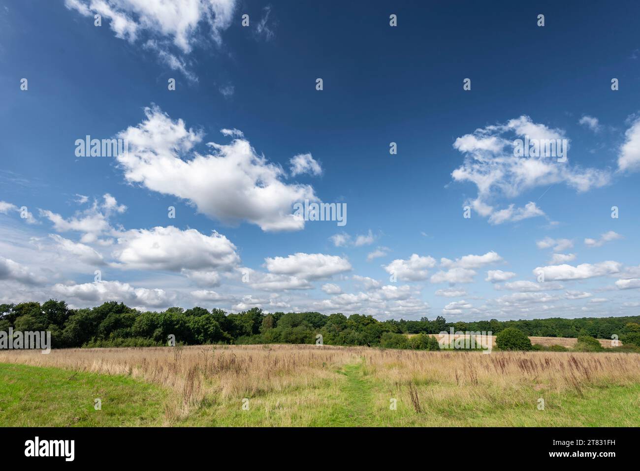 Helle Wolken hängen an einem klaren blauen Himmel über einer ländlichen Gegend von Hertfordshire in England Großbritannien Stockfoto