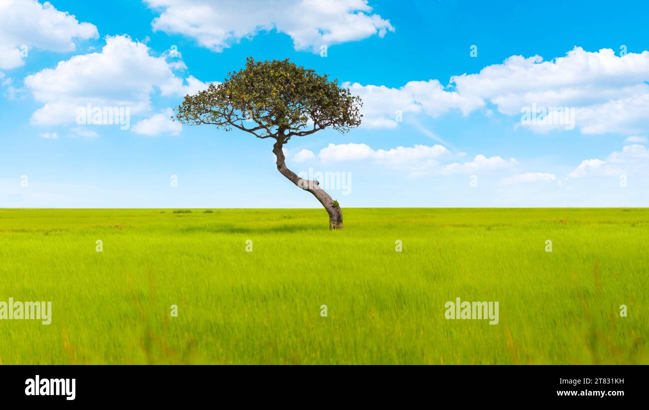 Ein einsamer großer Baum mitten auf dem Feld und blauer Himmel Stockfoto