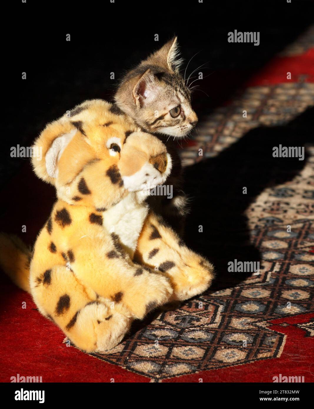 Zwei Monate altes Tabby-Kätzchen, das einen weichen, kuscheligen Spielzeugleopard nachahmt Stockfoto