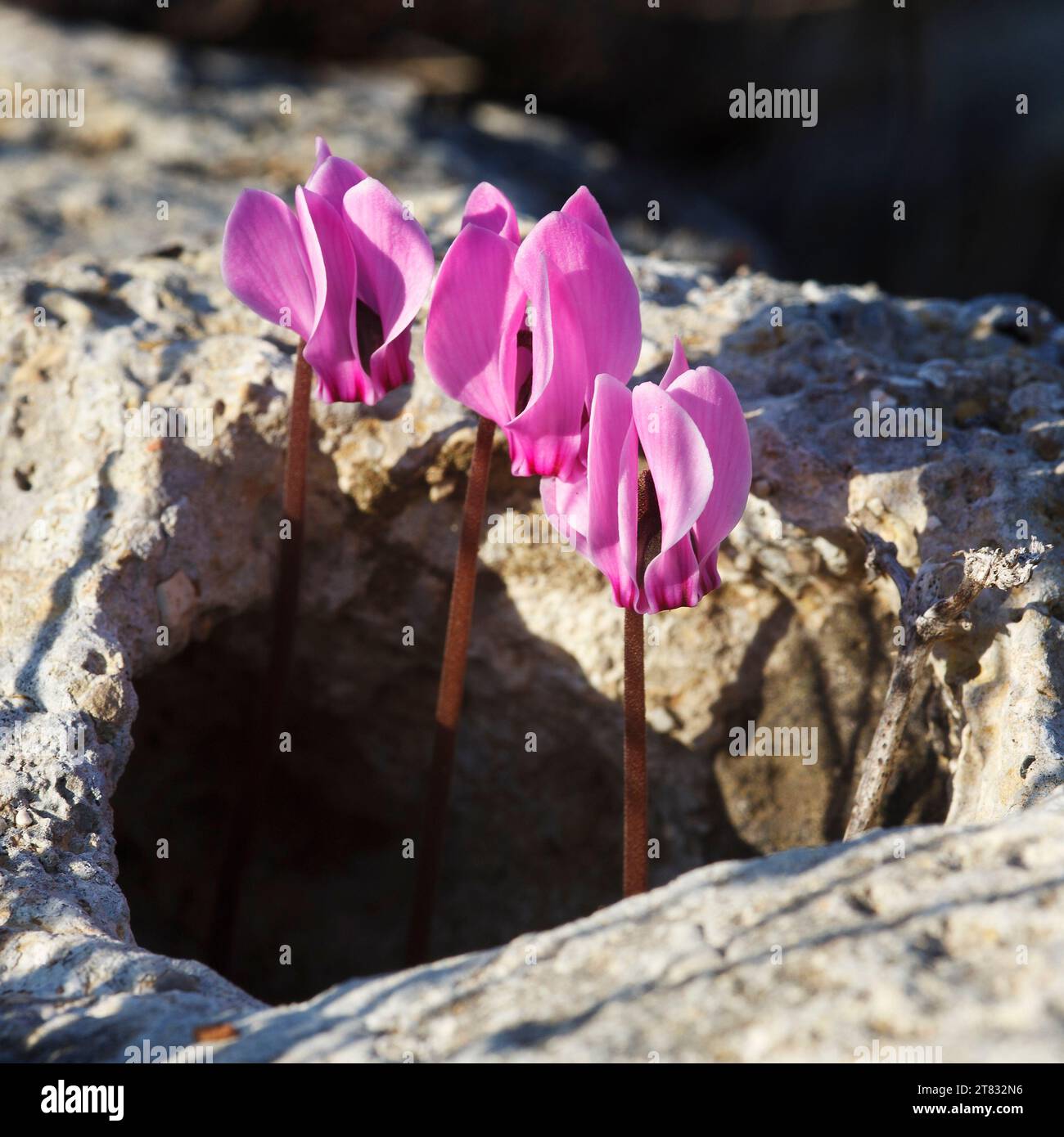 Efeblättrige Cyclamen (Cyclamen hederifolium) Blüten aus einem Loch in einem Felsen in Griechenland Stockfoto