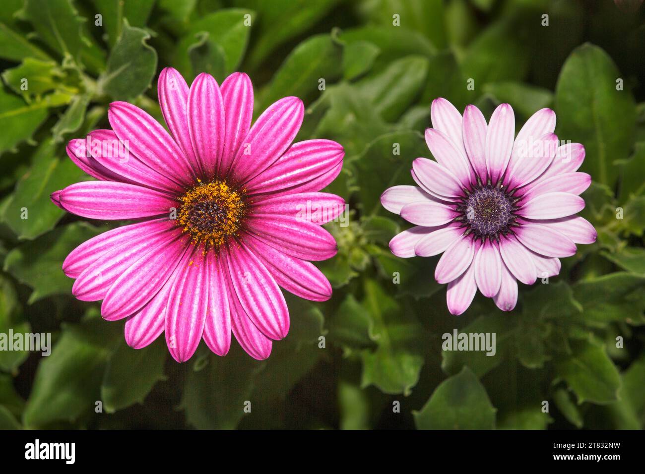 Nahaufnahme von zwei rosa und violetten Osteospermum-Blüten (African Daisy) in einem mediterranen Garten Stockfoto