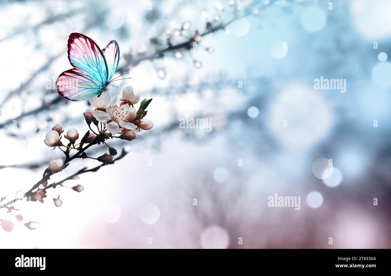 Blütenbaum über Natur Hintergrund mit Schmetterling. Frühlingsblumen. Frühling Hintergrund. Stockfoto