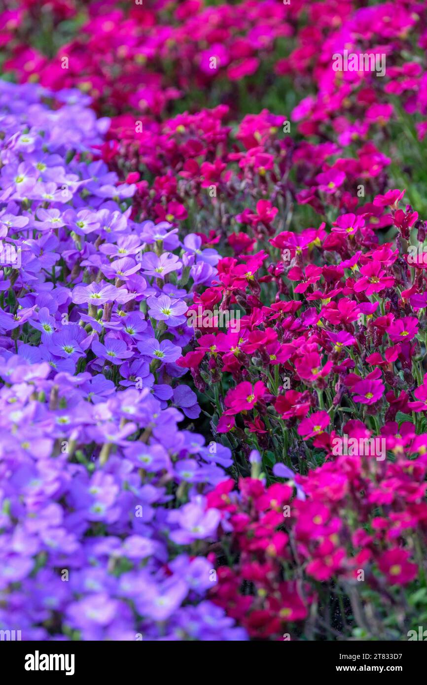 Aubrieta Axcent Hellblau, Axcent Serie, Aubrietia Akzent Burgund, gemischte Farben von Aubrieta Stockfoto