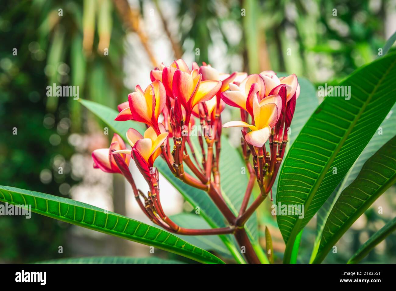 Rosa Frangipani Blüten in voller Blüte (Plumeria) Stockfoto