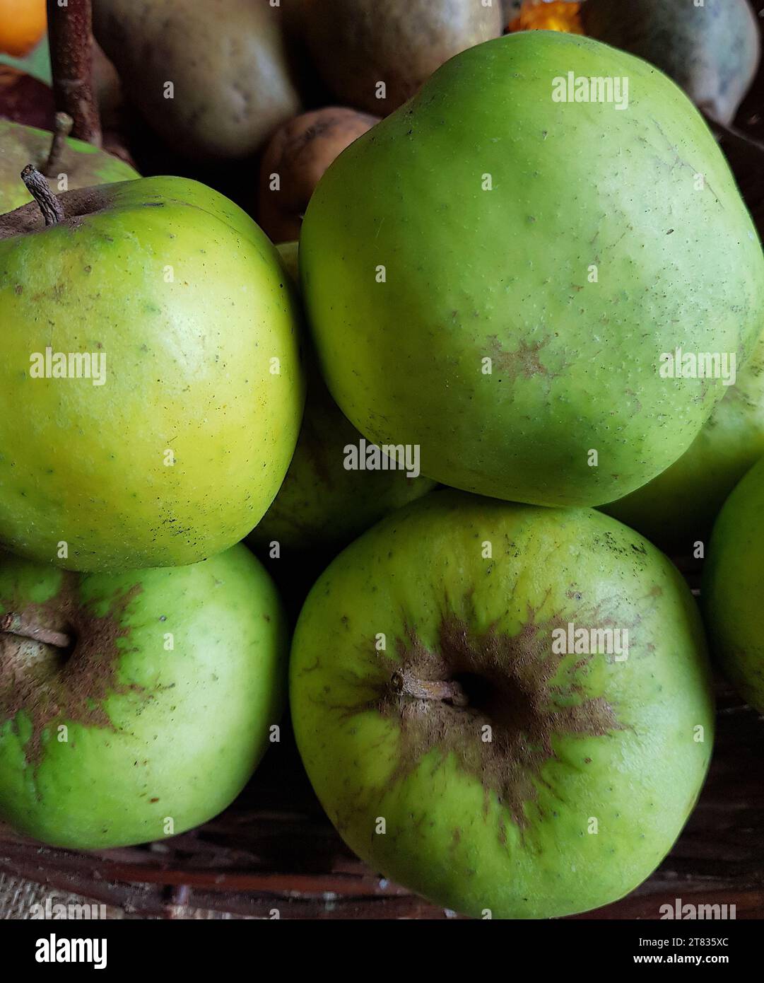 Nahaufnahme von Reifen grünen Äpfeln. Stockfoto