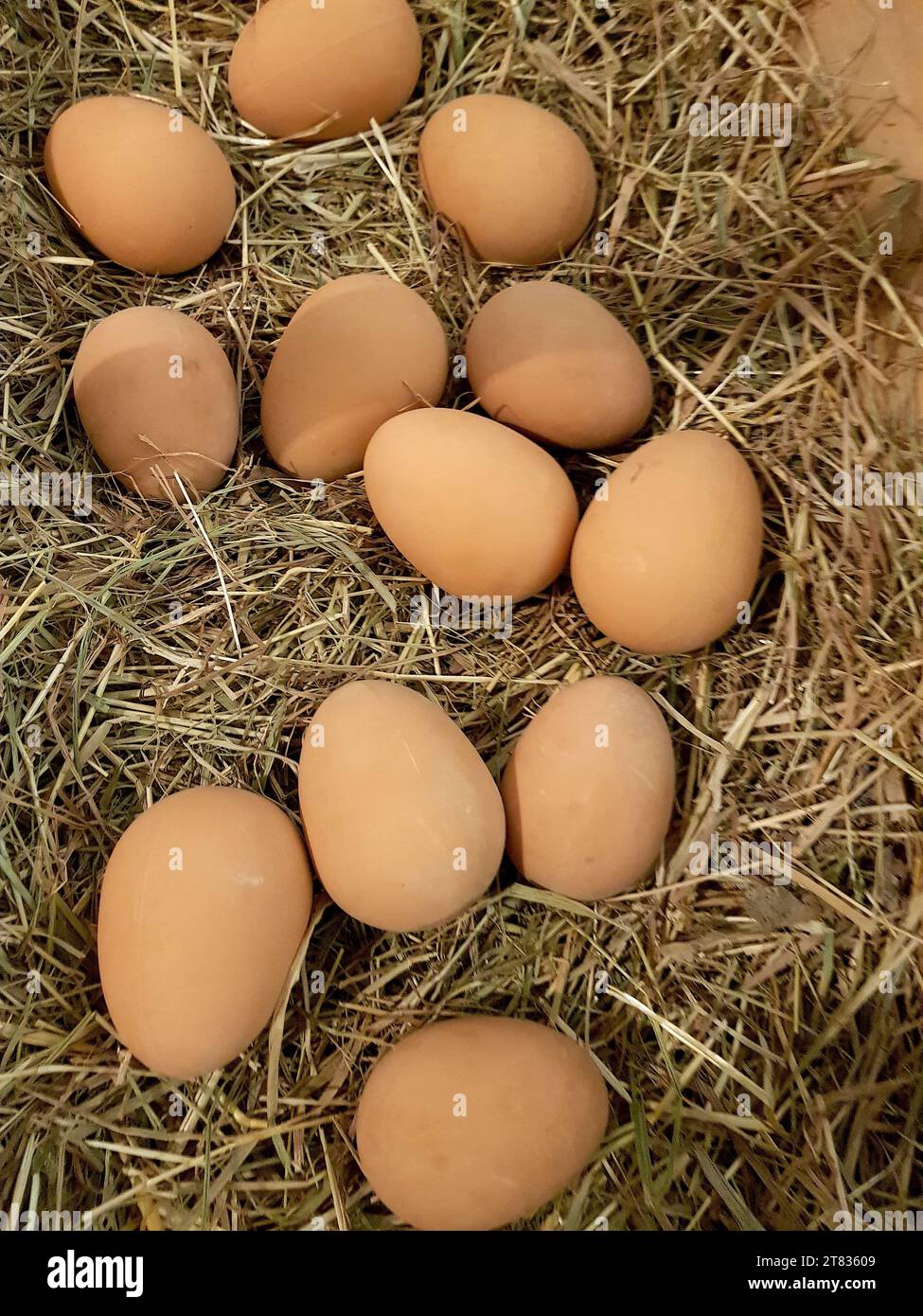 Nahaufnahme einer Präsentation frischer Eier auf Stroh. Stockfoto