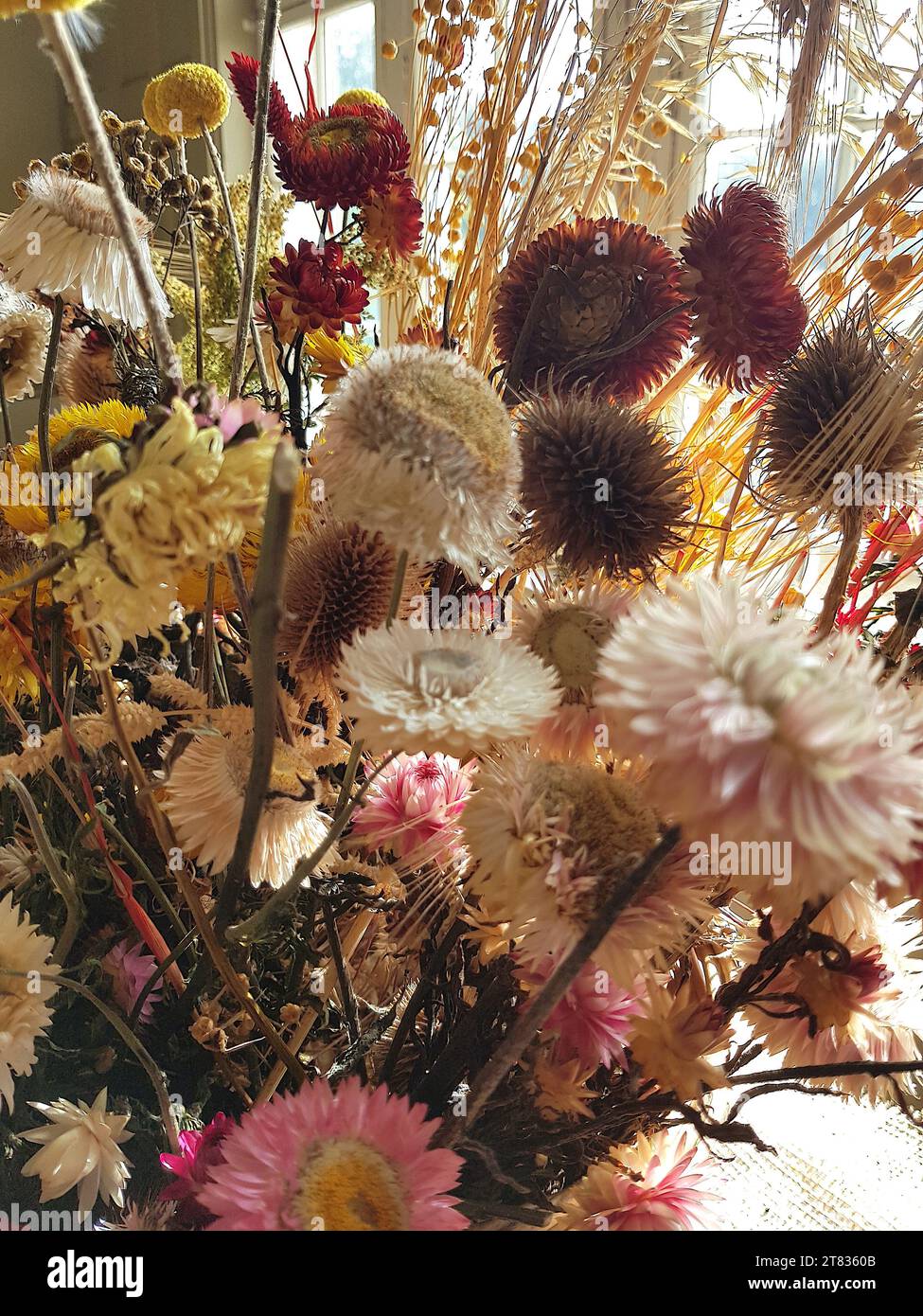 Nahaufnahme einer Ausstellung getrockneter Herbstblumen. Stockfoto