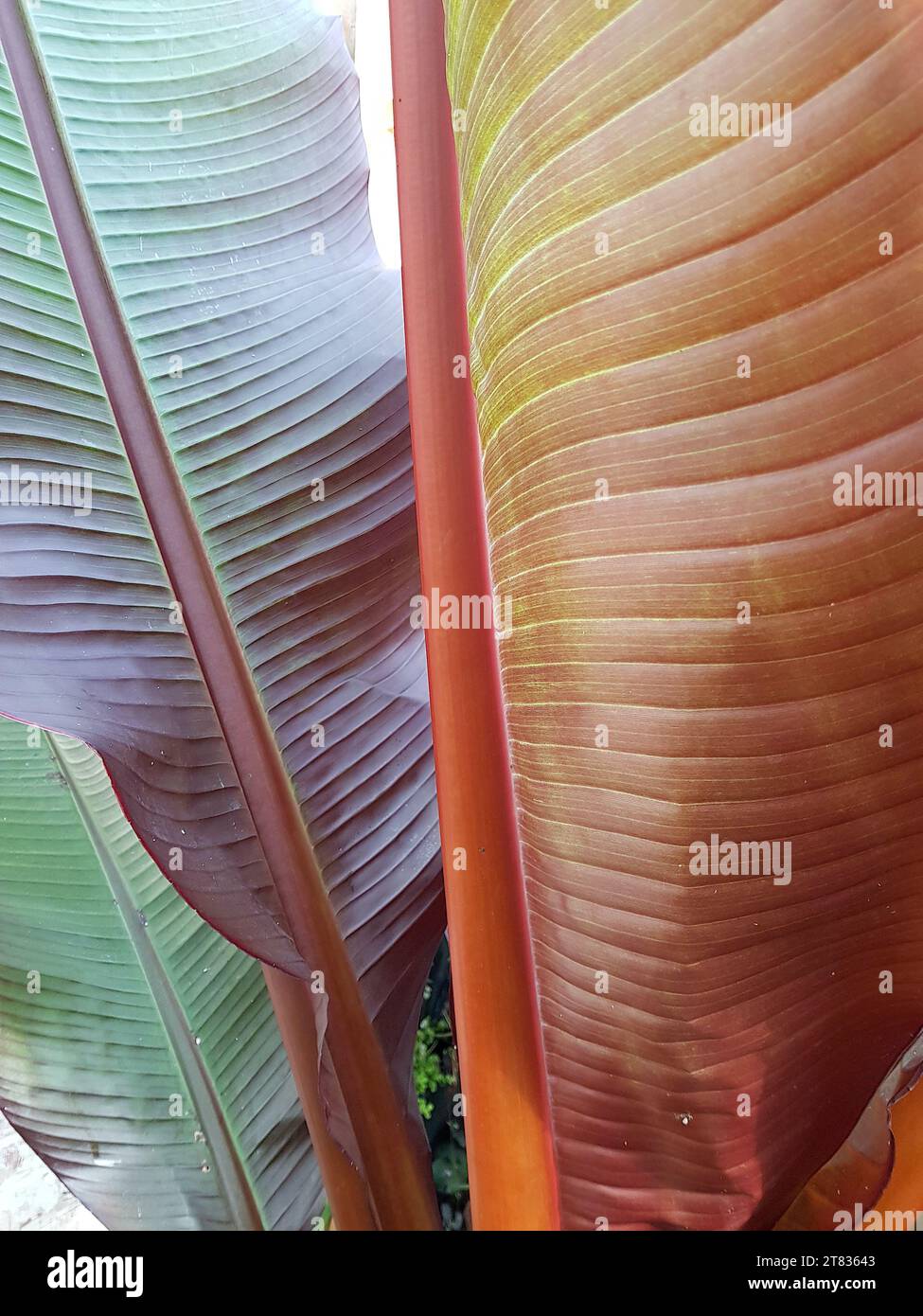 Nahaufnahme eines großen grünen und kupferfarbenen Palmblattes. Stockfoto