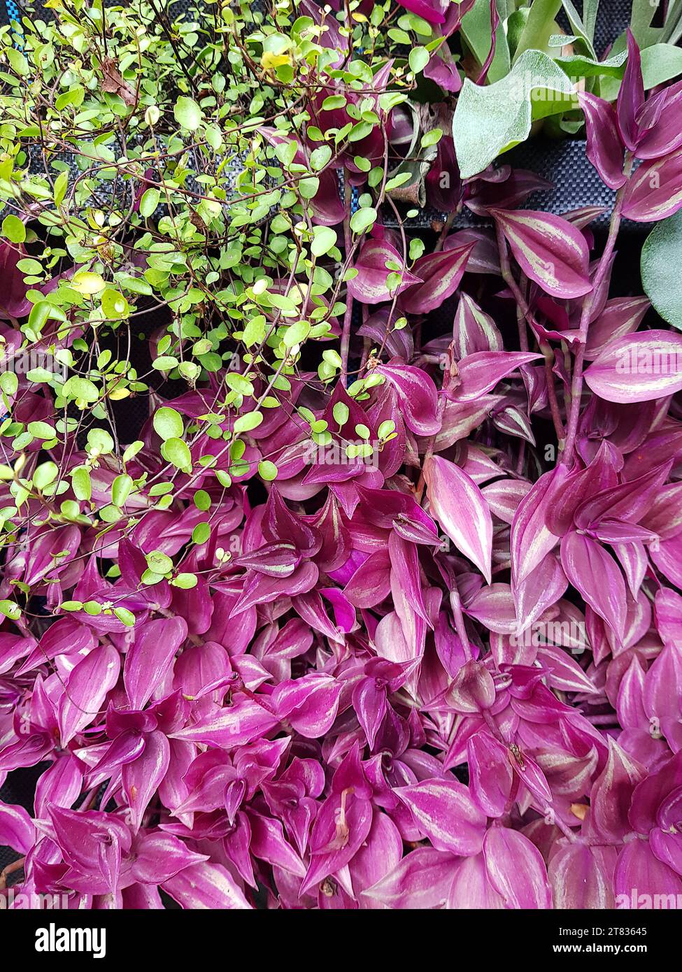 Nahaufnahme eines grünen und violetten Pflanzenblattes. Stockfoto