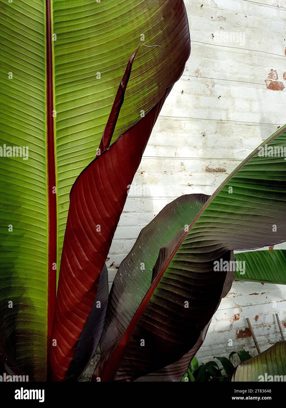 Nahaufnahme eines großen grünen und kupferfarbenen Palmblattes. Stockfoto