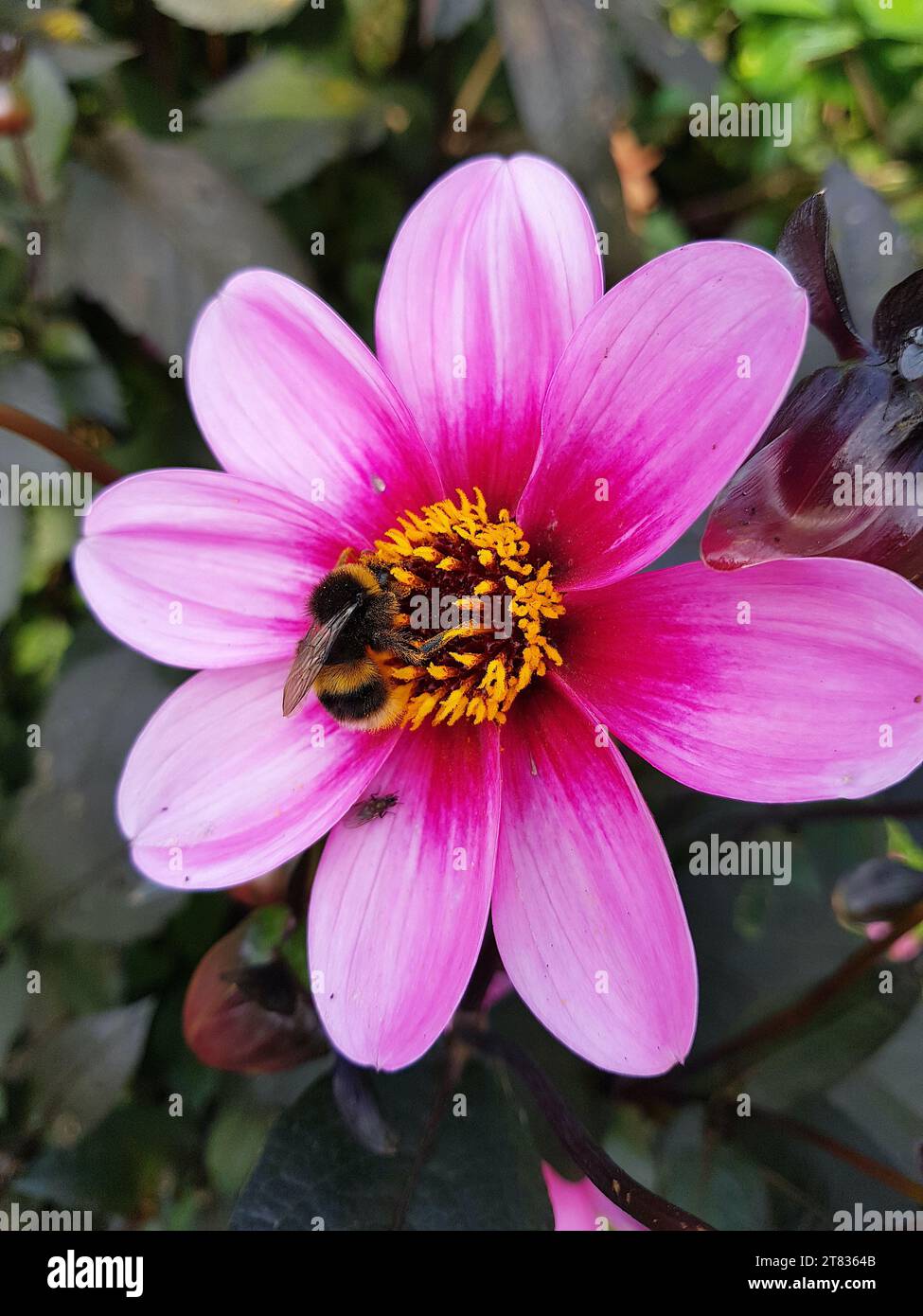 Nahaufnahme von rosa Dahlien mit einer Biene in der Mitte. Stockfoto