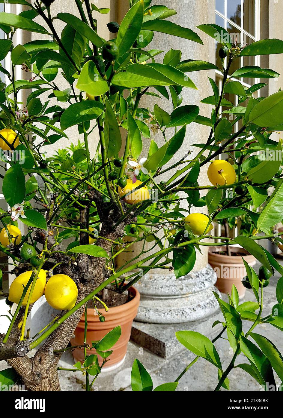 Nahaufnahme von Zitronenbäumen mit Früchten in Terrakotta-Töpfen. Stockfoto