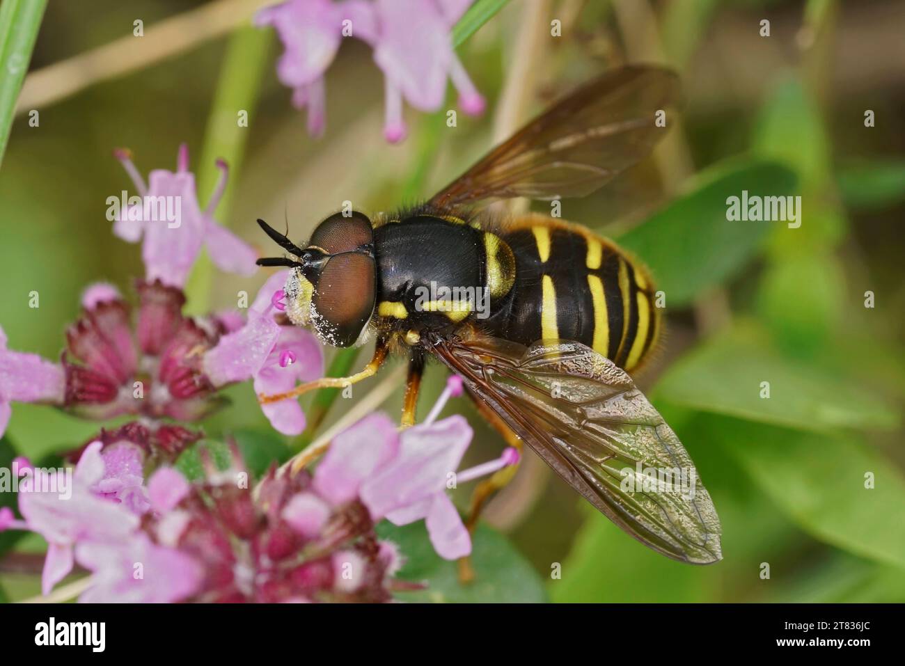 Natürliche Nahaufnahme auf einem Yellow Barred Peat Hoverfly, Sericomyia silentis auf einer lilafarbenen Thymianblume Stockfoto