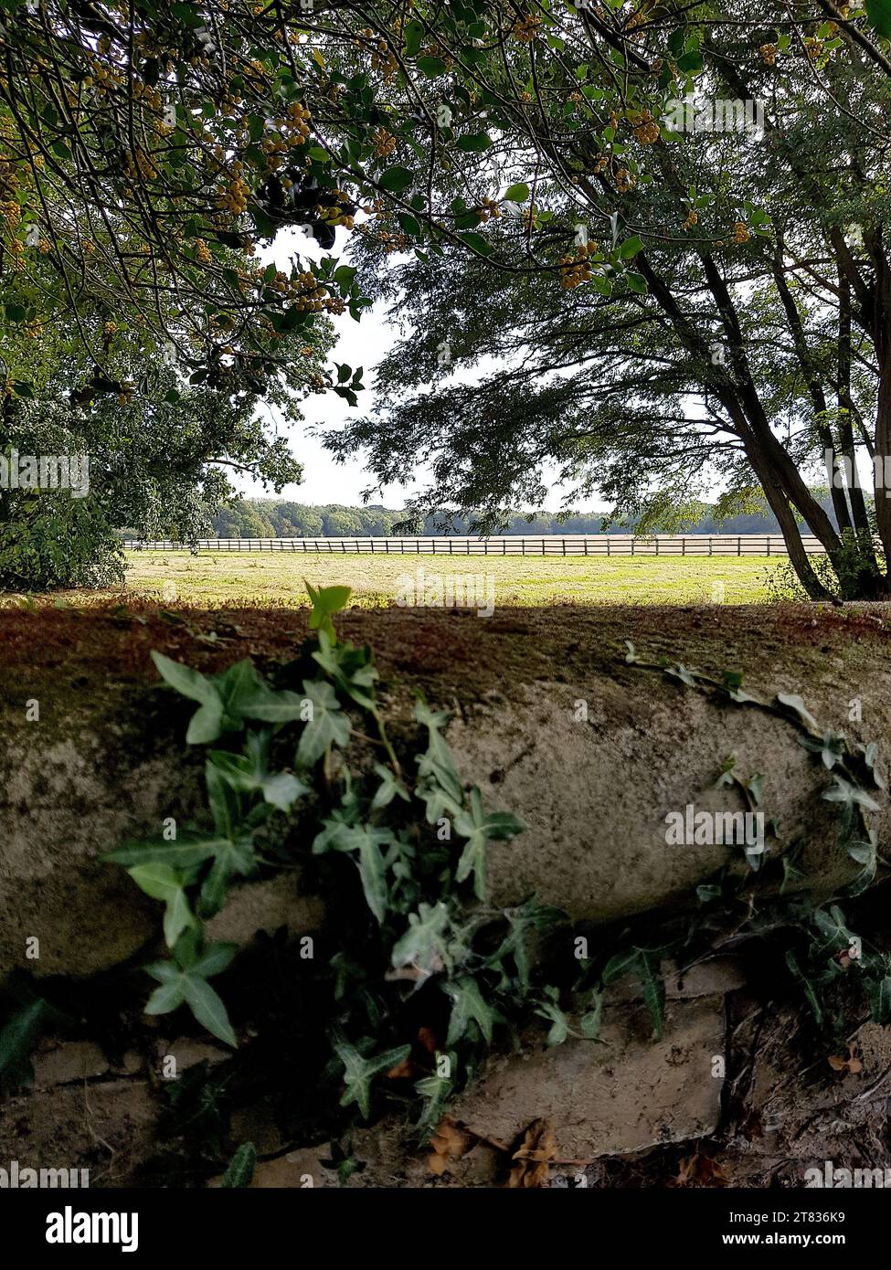 Blick auf eine englische Wiese mit Efeu, der auf einer Steinmauer im Vordergrund wächst Stockfoto