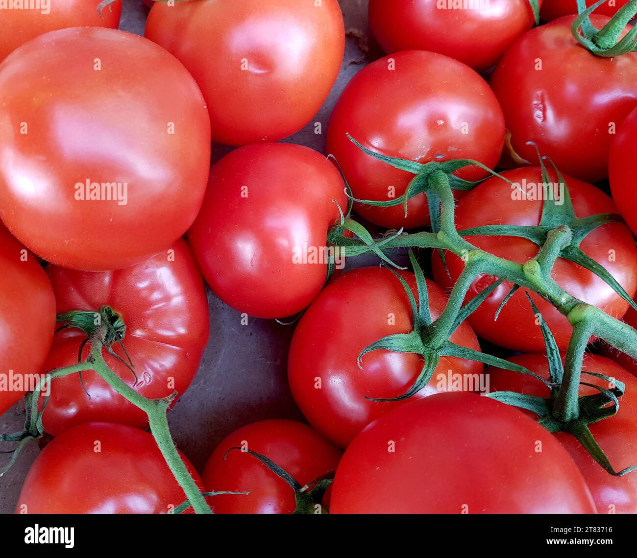 Nahaufnahme einer Präsentation reifer Tomaten. Stockfoto