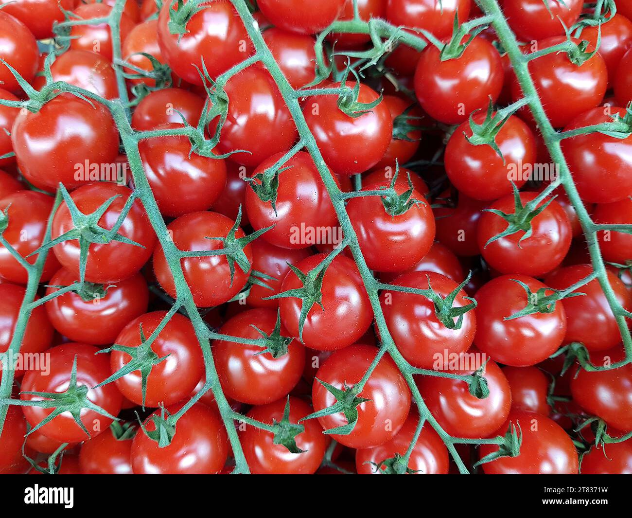 Nahaufnahme einer Präsentation reifer Tomaten. Stockfoto