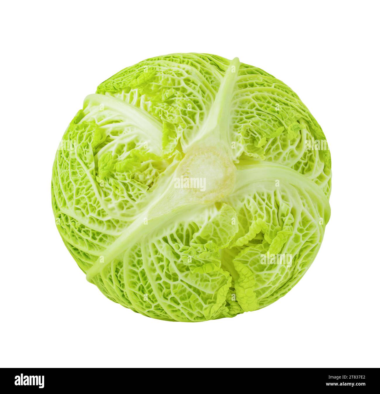 Savoykohl Kopf, unterer Teil, isoliert auf weißem Hintergrund mit Beschneidungspfad Stockfoto