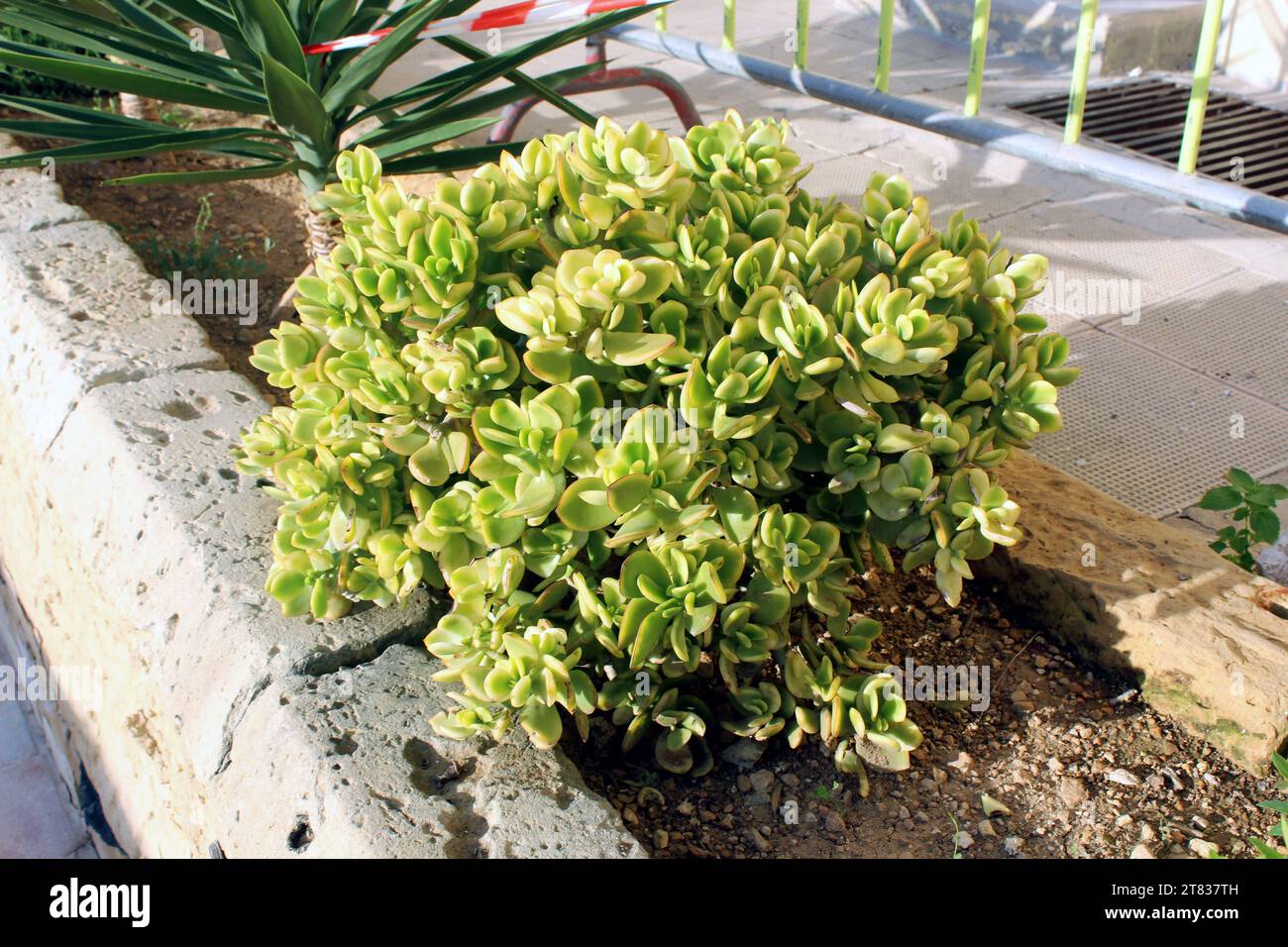 Crassula ovata, Jadepflanze oder Geldbaumstrauch vor einem Haus in Malta Stockfoto