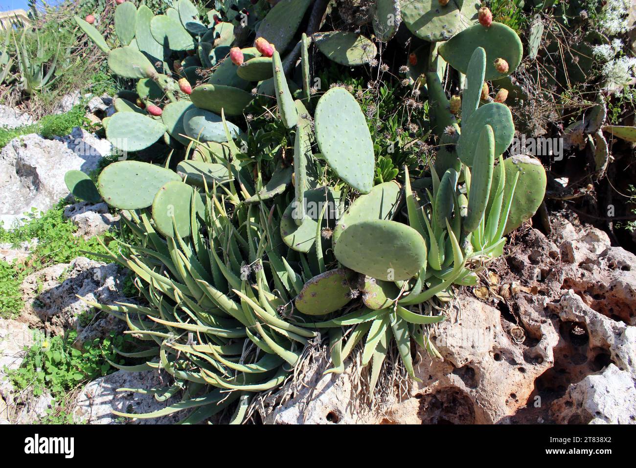 Opuntia Ficus-indica auf Malta. Die Pflanze mit großen Stacheln, schwer zu pflücken, aber eine der gesündesten Früchte. Stockfoto