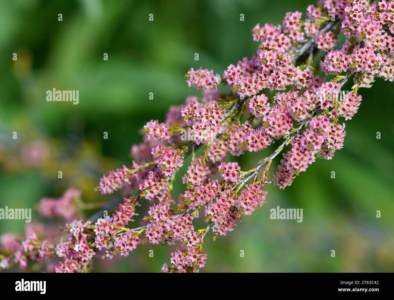Rosafarbene Blüten der australischen Heide myrte Micromyrtus sessilis, Familie Myrtaceae. Dicht ausbreitender Sträucher mit aromatischen Blättern Stockfoto