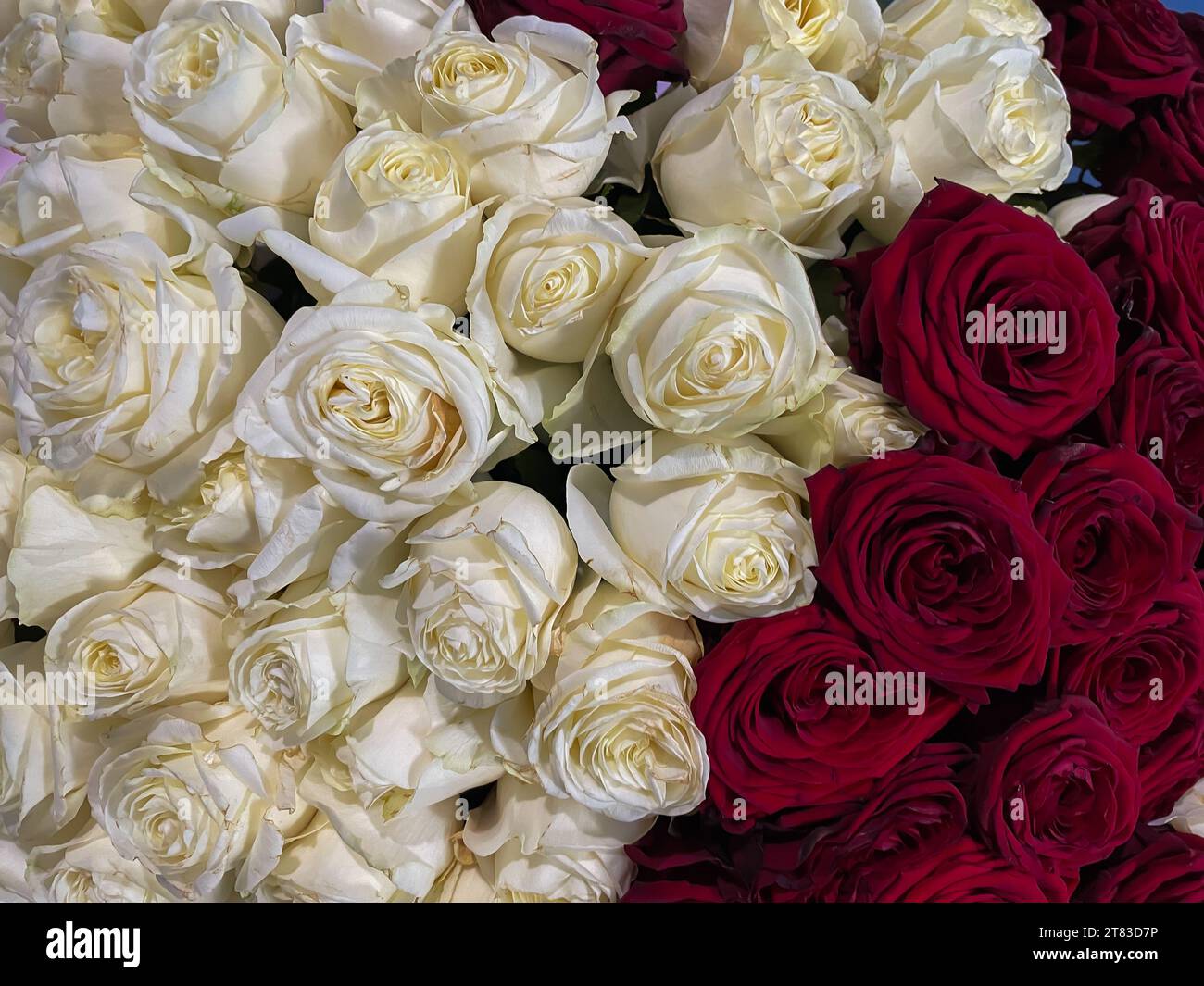 Viele Rosen weiße und rote Blüten als Hintergrund Stockfoto