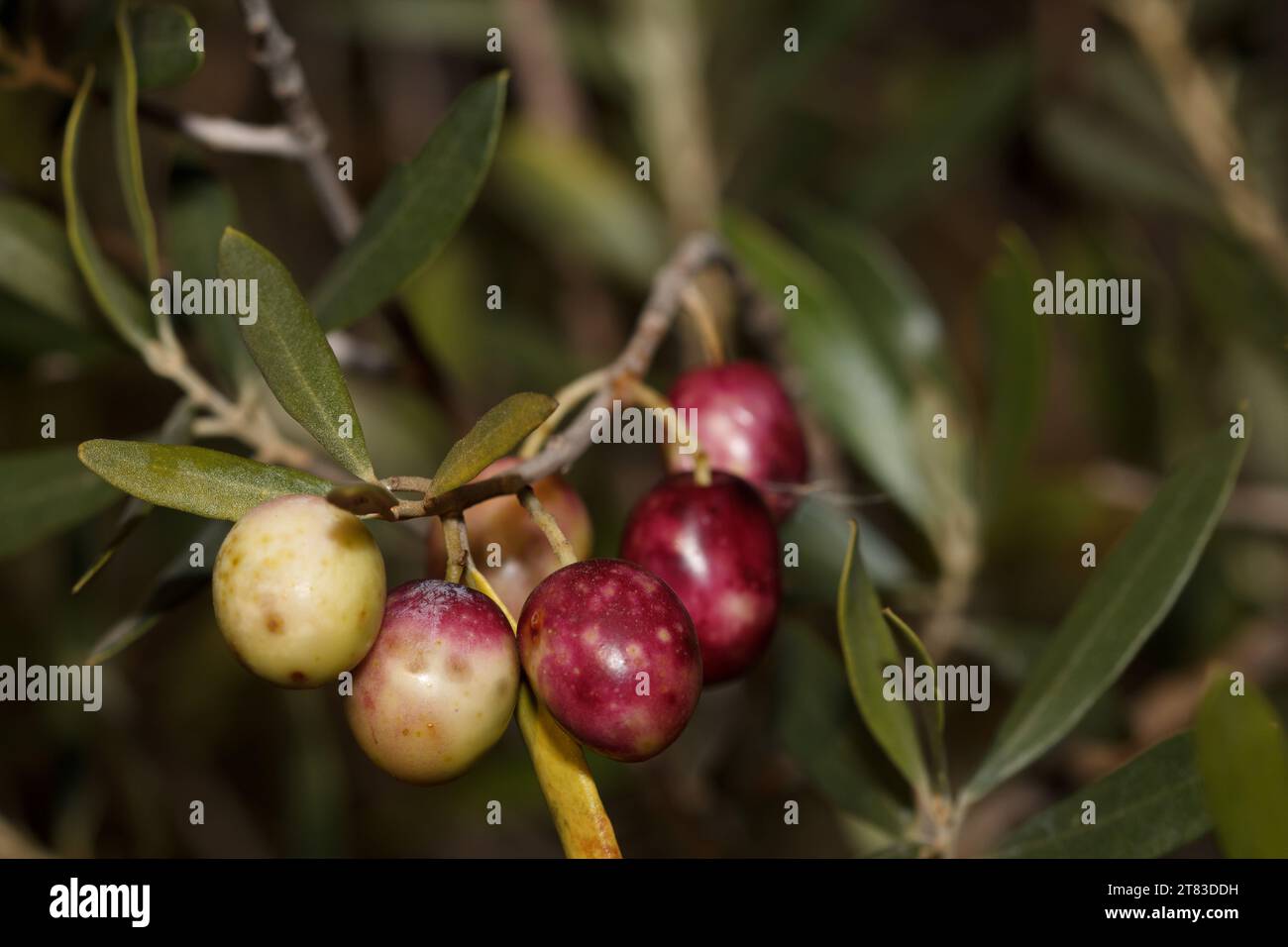 Gruppe von Oliven, die für die Ernte in der Lagune von Gaianes, Spanien, bereit sind Stockfoto