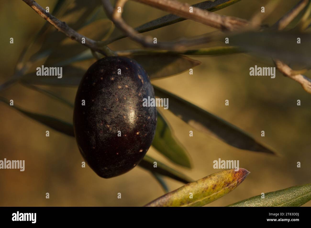 Eine reife Olive mit wunderschönem Licht am Ende des Tages in der Albufera de Gaianes, Spanien Stockfoto