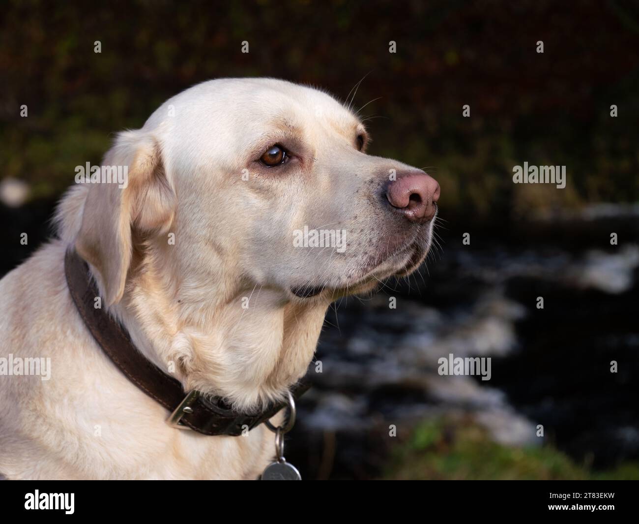 Nahaufnahme eines jungen weißen Labradors mit rosa Nase und braunem Lederkragen in der Herbstlandschaft Stockfoto