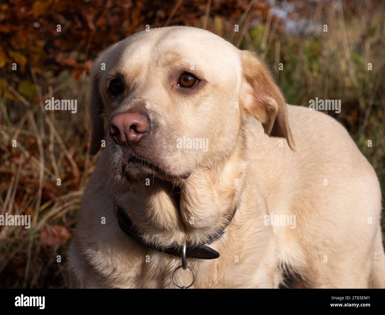 Nahaufnahme eines jungen weißen Labradors mit rosa Nase und braunem Lederkragen in der Herbstlandschaft Stockfoto