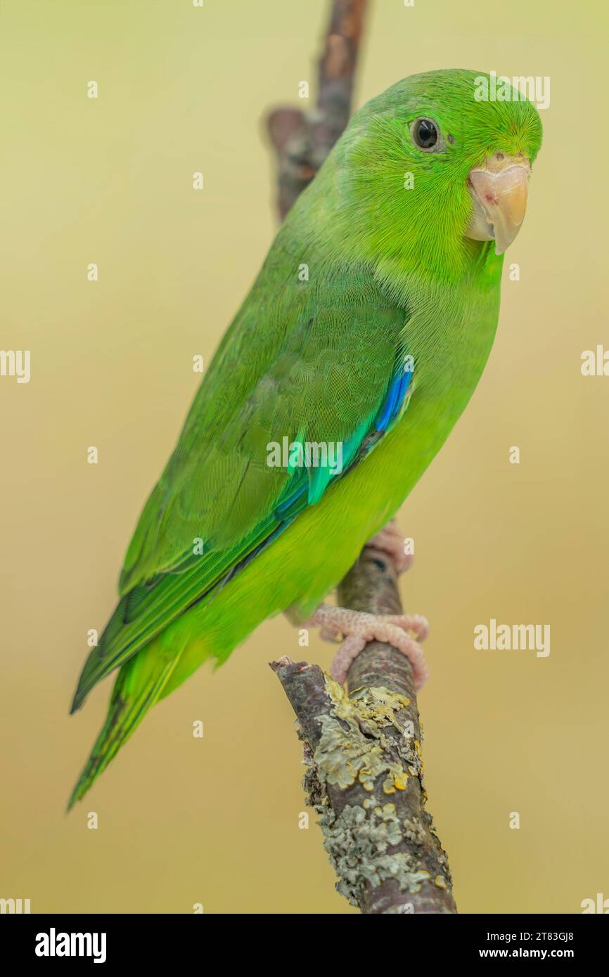 Papageienpapageienmännchen, Forpus passerinus passerinus Stockfoto