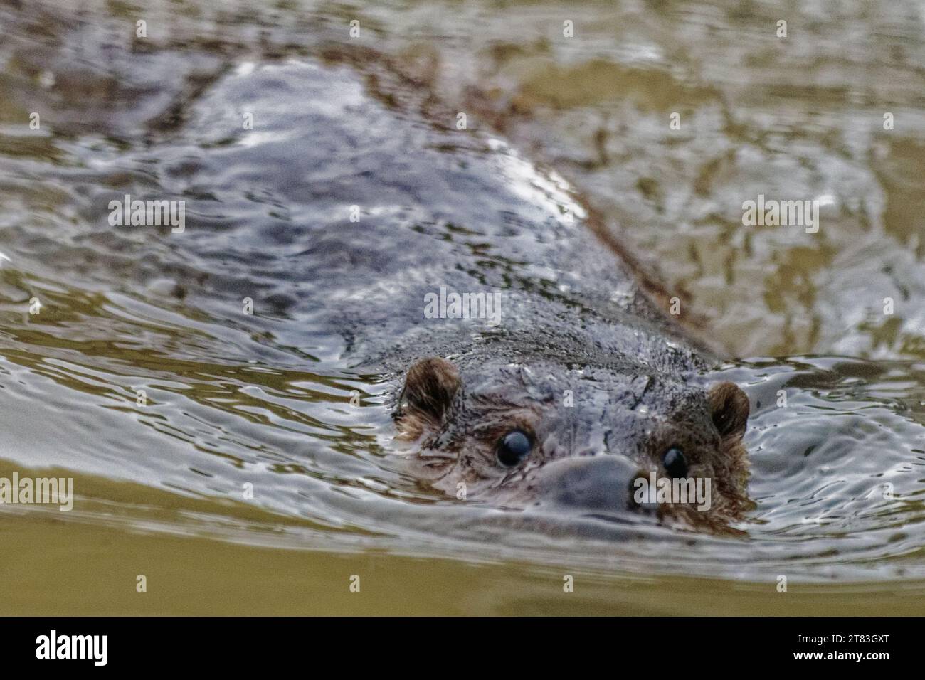 Eurasische Otter (Lutra lutra) unreif schwimmend mit Kopf über Wasser. Stockfoto