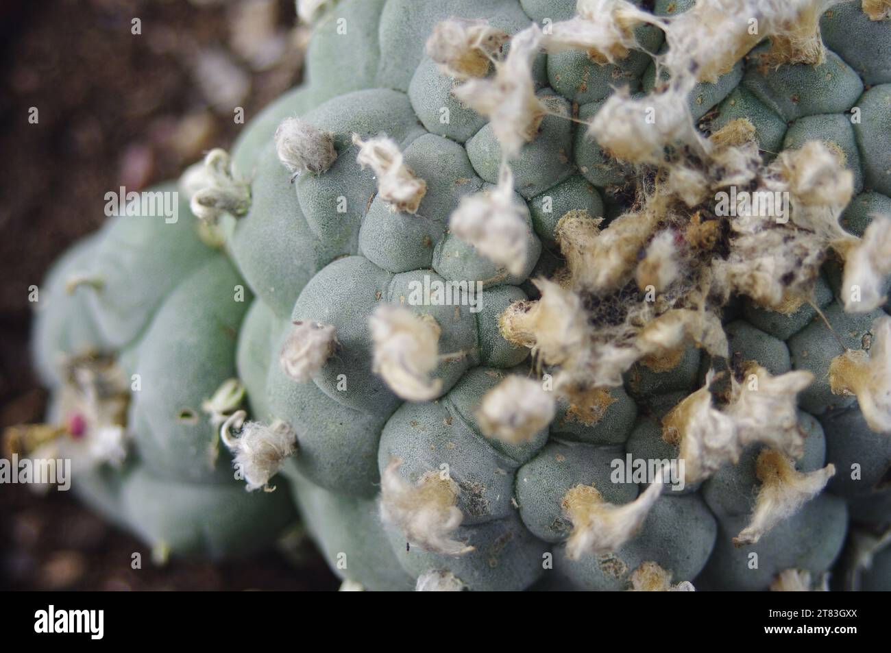Lophophora williamsii „Peyote“ Stockfoto