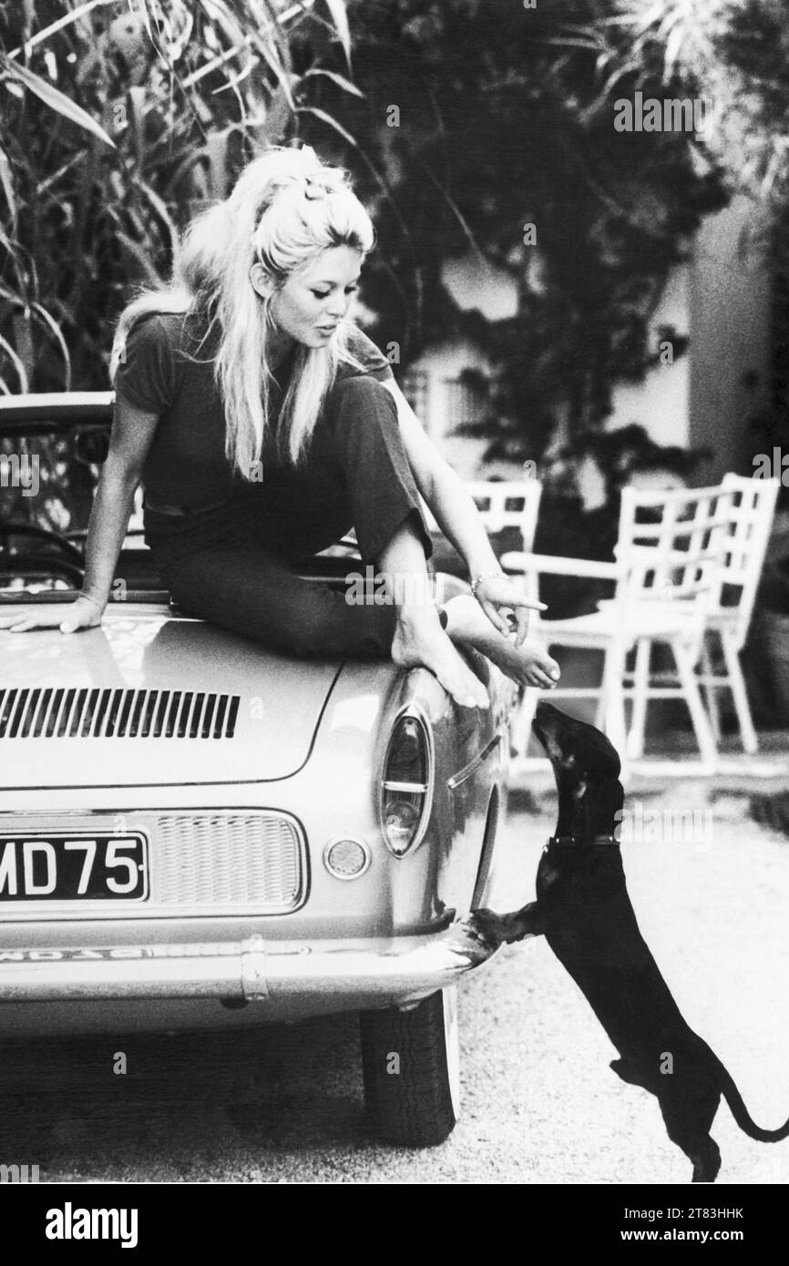 Schwarzweiß-Fotodruck mit einem ikonischen Foto von Brigitte Bardot mit Dachshund in ihrer Villa in St. Tropez, Frankreich. Oktober 1962. Stockfoto