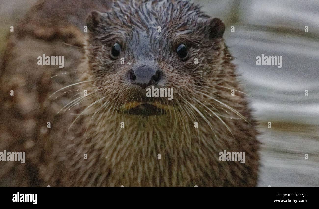 Eurasischer Otter (Lutra lutra) unreif mit nassem Fell, das wachsam aussieht. Stockfoto