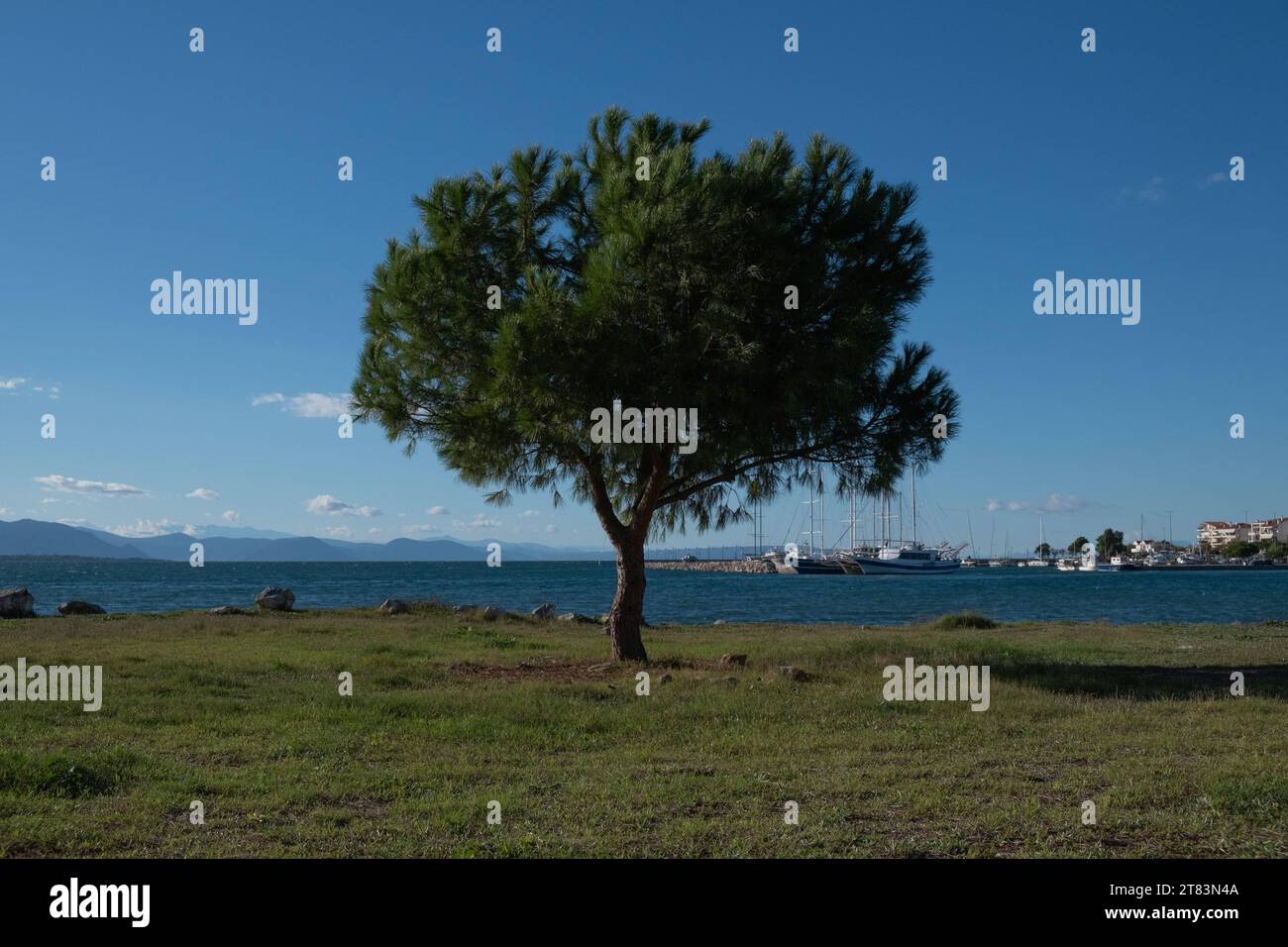 Ein Baum auf einer Wiese am Strand von Nea Artaki am 13. November 2023. GRIECHENLAND - ARTAKI Credit: Imago/Alamy Live News Stockfoto