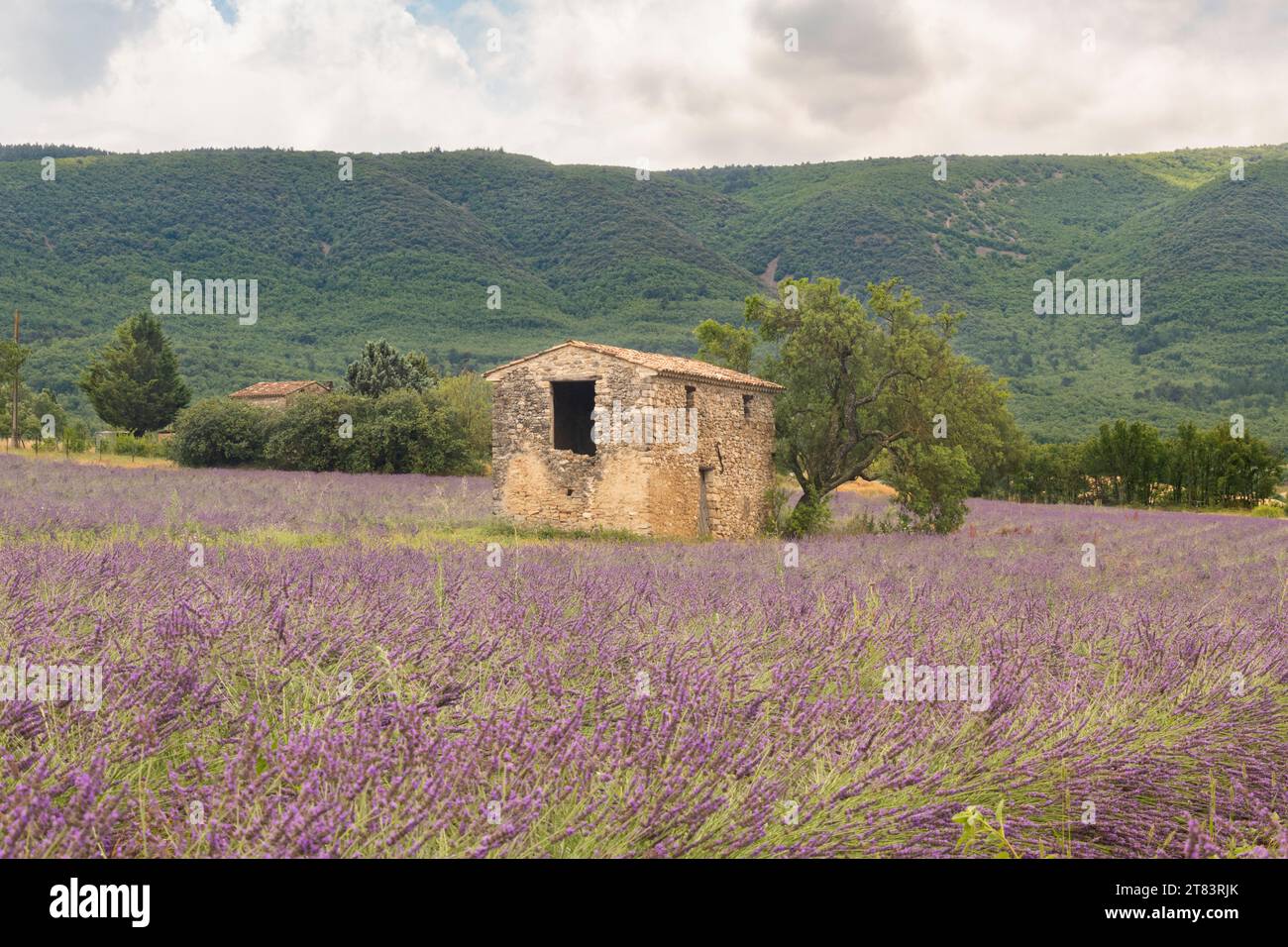 Verlassenes altes kleines Steinhaus, umgeben von nassem Lavendelfeld in der Nähe von Les Granons in Frankreich direkt nach Regen Stockfoto