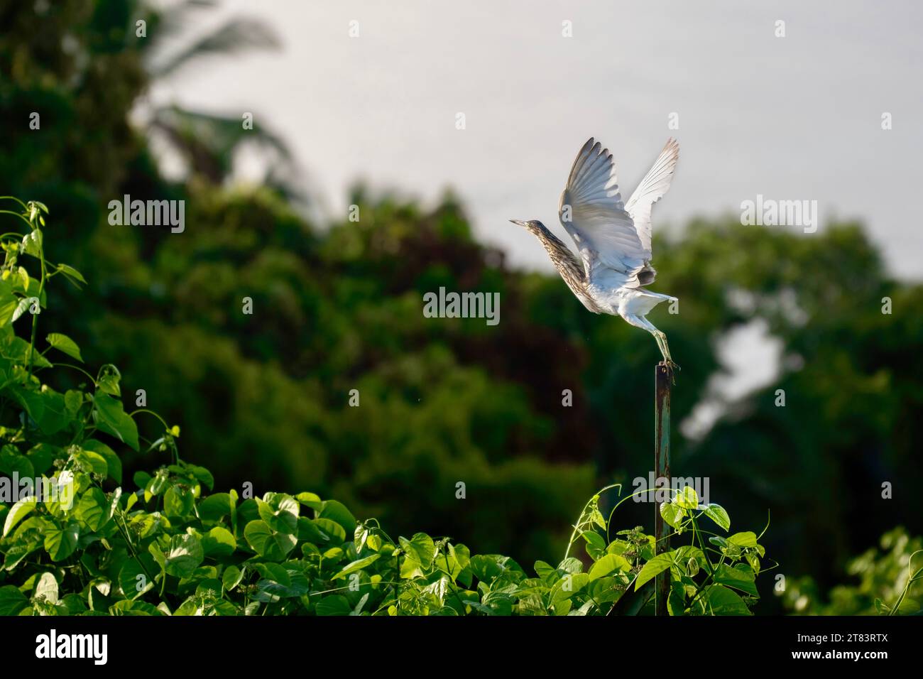 Meereslebewesen im Indischen Ozean Stockfoto