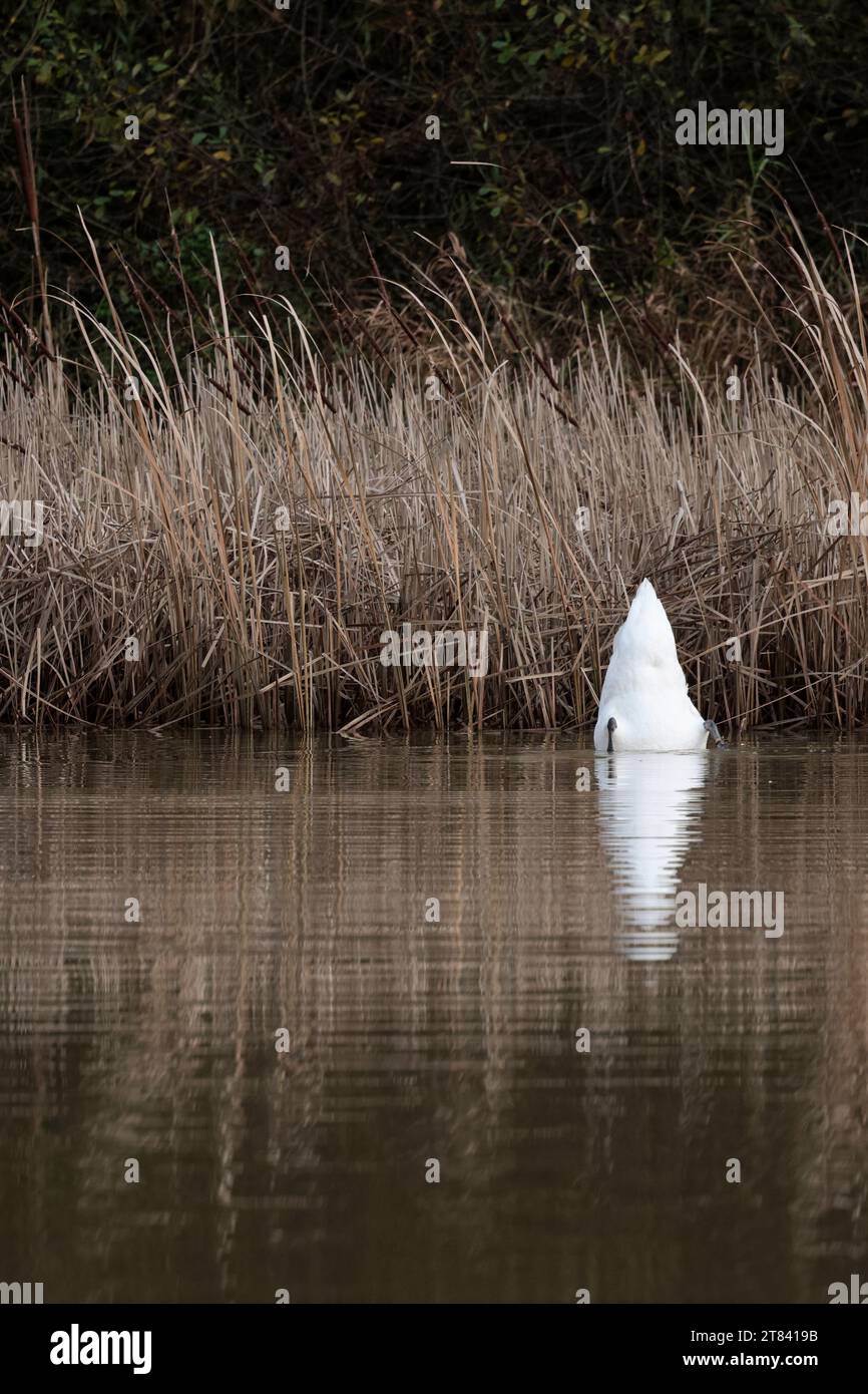 Stummer Schwan Cygnus-Farbe, weißes Wintergefieder, orange-roter Schirm mit schwarzem Knopf an der Basis, Schwarze Beine langer Hals, große Feuchtvogel-szenische Reflexionen Stockfoto