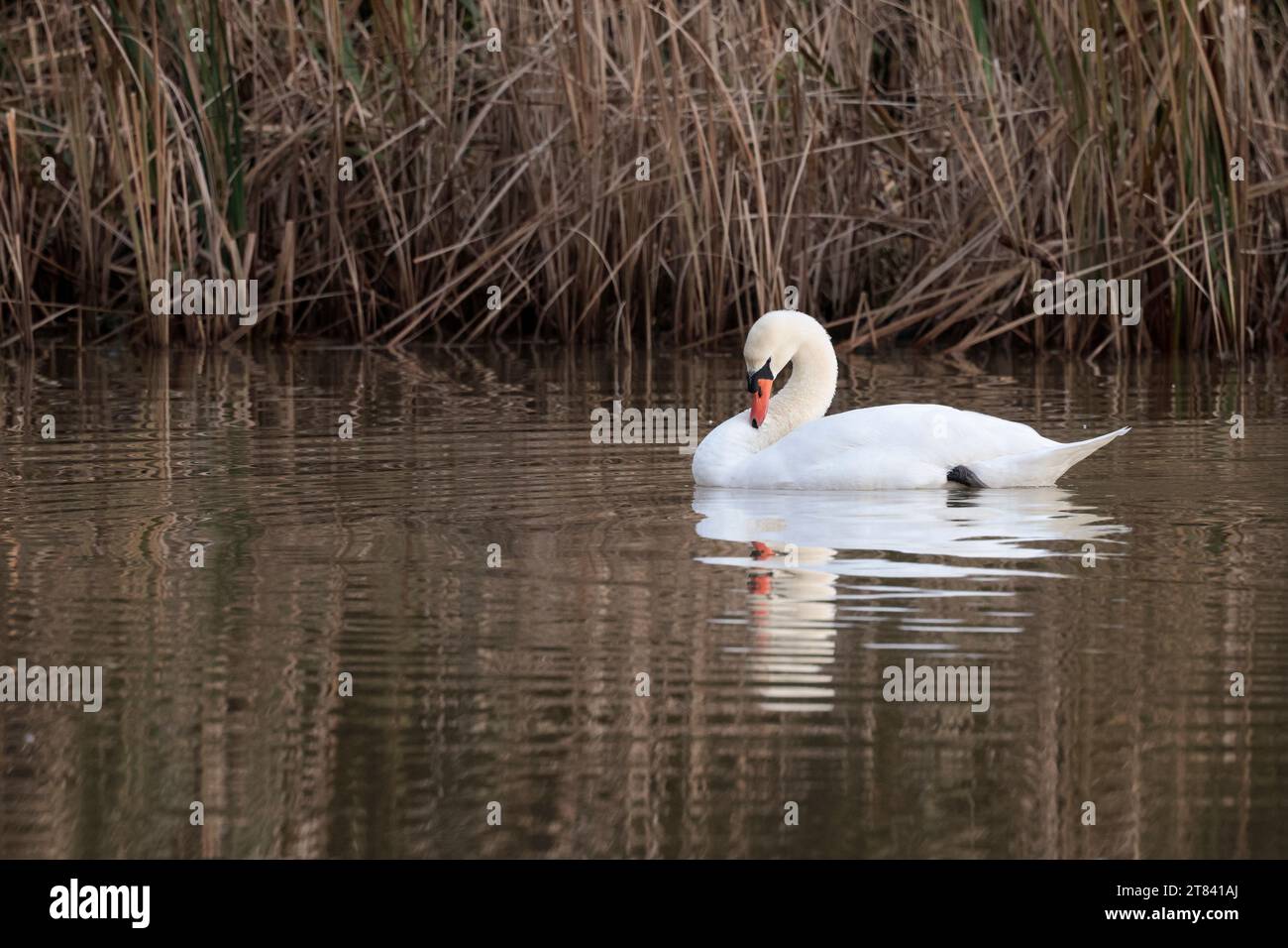 Stummer Schwan Cygnus-Farbe, weißes Wintergefieder, orange-roter Schirm mit schwarzem Knopf an der Basis, Schwarze Beine langer Hals, große Feuchtvogel-szenische Reflexionen Stockfoto