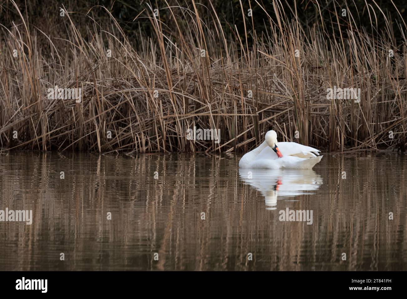 Stummer Schwan Cygnus-Farbe, weißes Wintergefieder, orange-roter Schirm mit schwarzem Knopf an der Basis, Schwarze Beine langer Hals, große Feuchtvogel-szenische Reflexionen Stockfoto