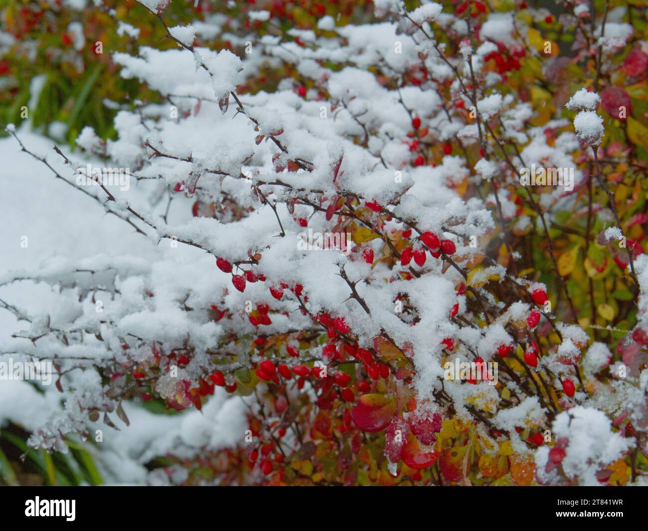 Verschneite Äste und Blätter im Winterwald Stockfoto