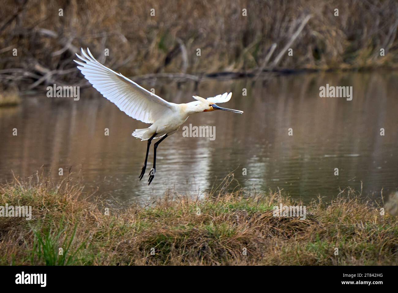 Löffelvogel in seinem natürlichen Lebensraum im Nationalpark Doñana, Andalusien, Spanien Stockfoto