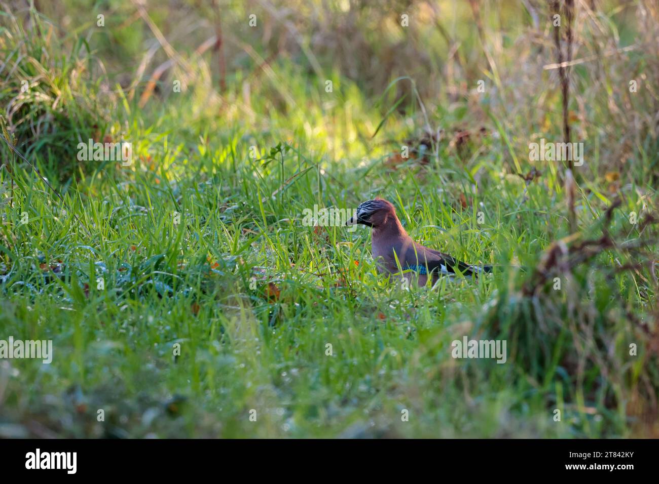 Jay Garrulus glandarius, rosafarbenes Körpergefieder weiß unter dem Schwanz und rumpffarbener Schwanz, Patch auf den Flügeln ist ein blauweißes schwarzes Schachbrettmuster Stockfoto