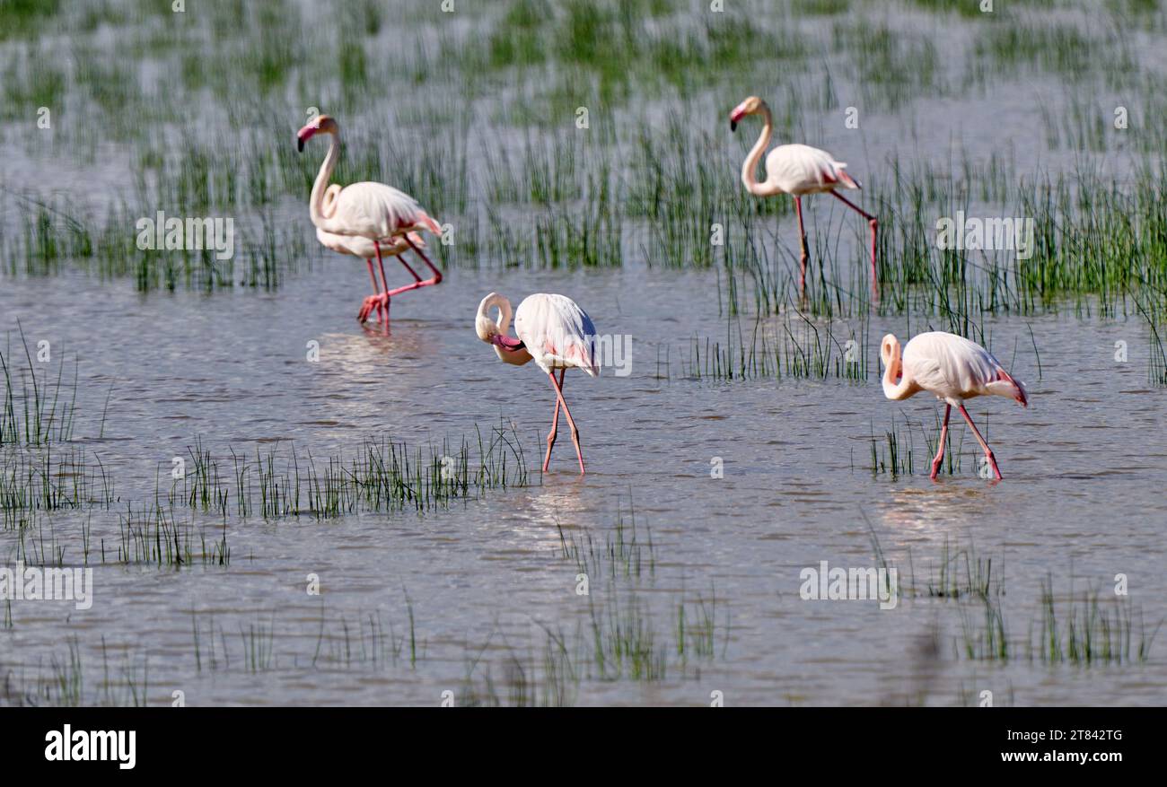 Rosenflamingos, Phenicopterus roseus, in den Feuchtgebieten der Isla Christina, Andalusien Spanien Stockfoto