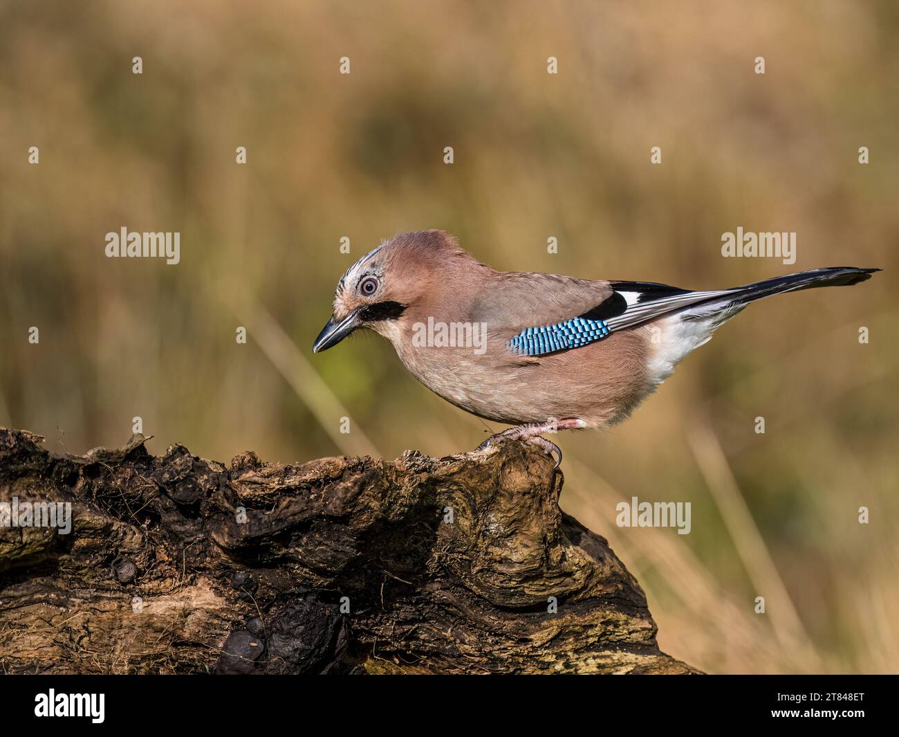 Jay Nahrungssuche im Herbst in Mid Wales Stockfoto