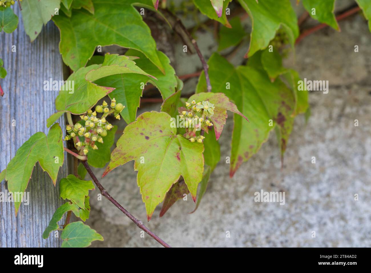 Dreilappige Jungfernrebe, Jungfern-Rebe, Wilder Wein, blühend, klettert an einer Fassade, Fassadenbegrünung Parthenocissus tricuspidatus, Parthenociss Stockfoto