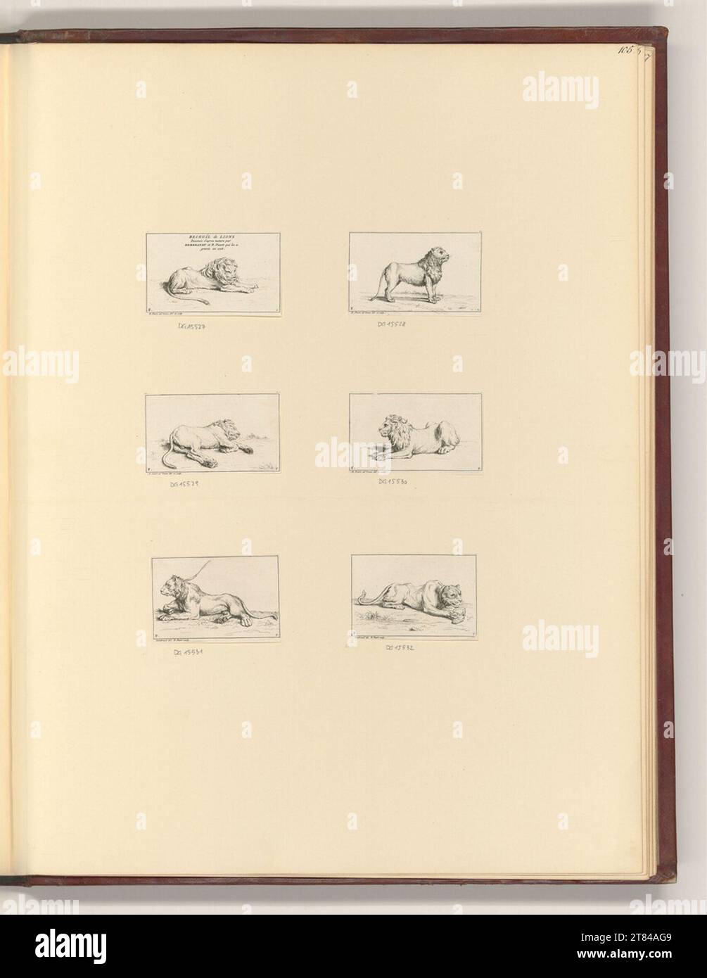 Bernard Picart Löwen. Ätzen 1728 , 1728 Stockfoto