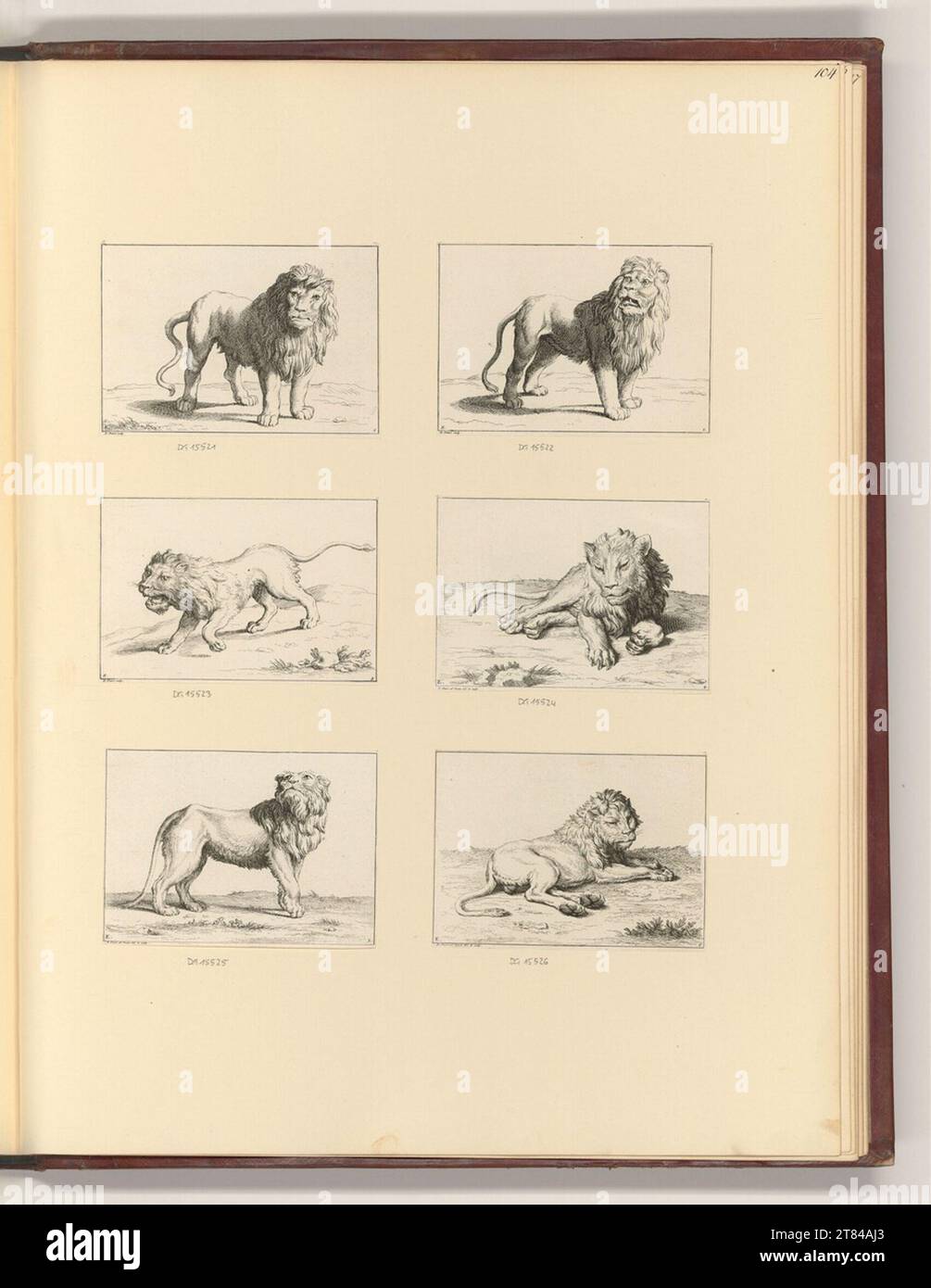 Bernard Picart (Ausführende r Künstler in) Löwen. Ätzen 1729 , 1729 Stockfoto