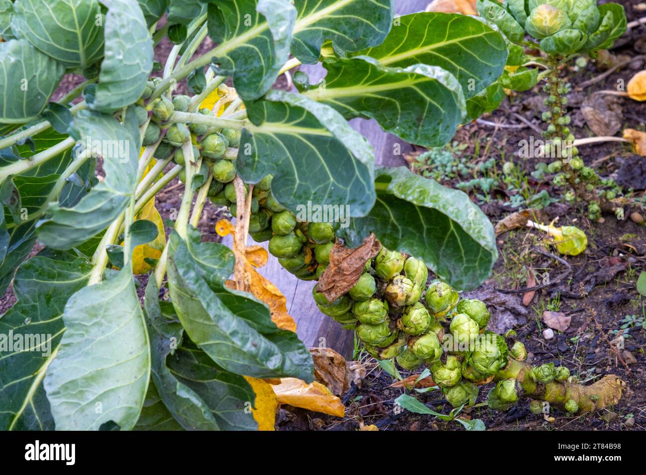 Gemüse in einem Bauerndorf in Deutschland Stockfoto