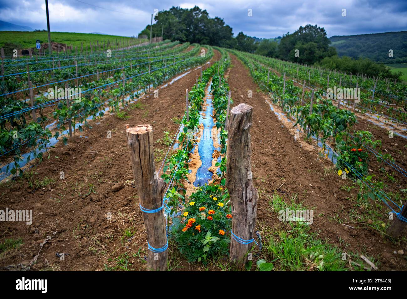 Espelette, das Feld der Espelette-Paprika, wird zum Pfeffer-Chili, dem berühmten Pfeffer der baskischen Regionen Frankreichs Stockfoto